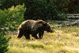 Grizzly #399 (Photo by Frank Jordan)