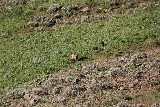 Grizzly Bear (Photo by Goncalves)