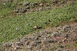 Grizzly Bear (Photo by Goncalves)