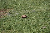 Grizzly Bear (Photo by Goncalves)