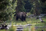 Grizzly Bear (Photo by Goncalves)