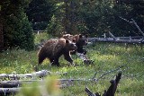 Grizzly Bears (Photo by Goncalves)