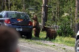 Grizzly Bears (Photo by Goncalves)