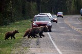 Grizzly Bears (Photo by Goncalves)