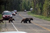 Grizzly Bears (Photo by Goncalves)