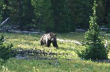 Grizzly Bear (Photo by Hext)