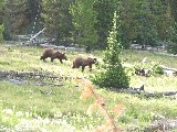 Grizzly Bear (Photo by Wikmans)