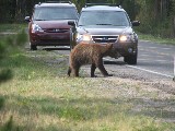 Grizzly Bear (Photo by Wikmans)