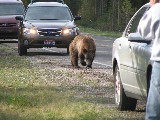 Grizzly Bear (Photo by Wikmans)