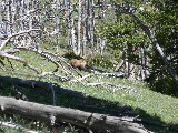 Grizzly Bear on second day (Photo by Ondracek)