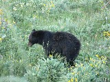 Black Bear (Photo by Ondracek)