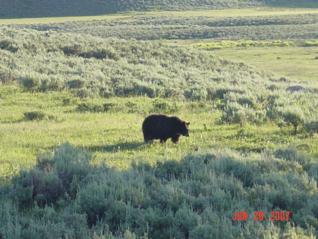 Bear in meadows (Photo by Martin)